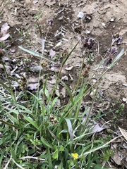 Luzula capitata