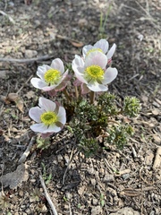 Ranunculus andersonii