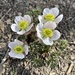 Ranunculus andersonii - Photo (c) Corey Lange, μερικά δικαιώματα διατηρούνται (CC BY-NC), uploaded by Corey Lange