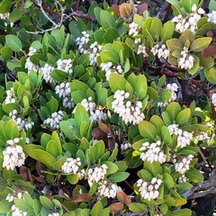 Arctostaphylos parryana