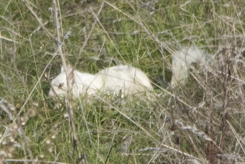 California Ground Squirrel