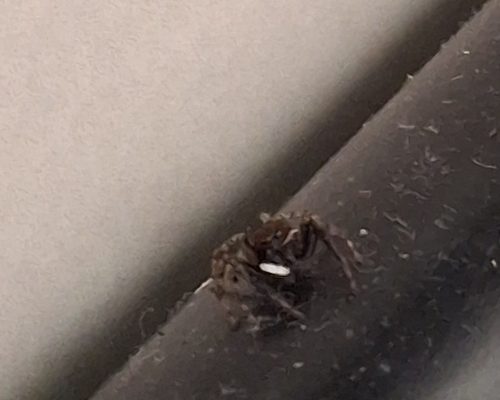Adanson's House Jumper