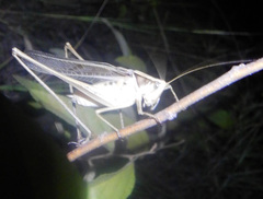 Chinnandectes neenan