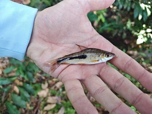 Agassiz's leporinus (Leporinus agassizii) — Anostomidae — 3