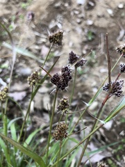 Luzula capitata