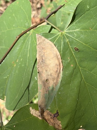 Featured image for “Redbud Leaffolder Moth”