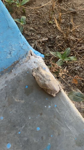 Grey Foam-nest Tree Frog