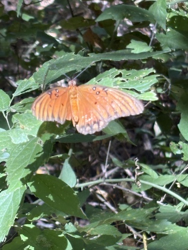 Featured image for “Gulf Fritillary”