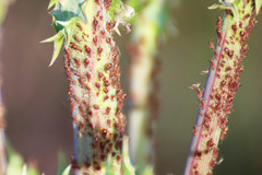 Uroleucon sonchi
