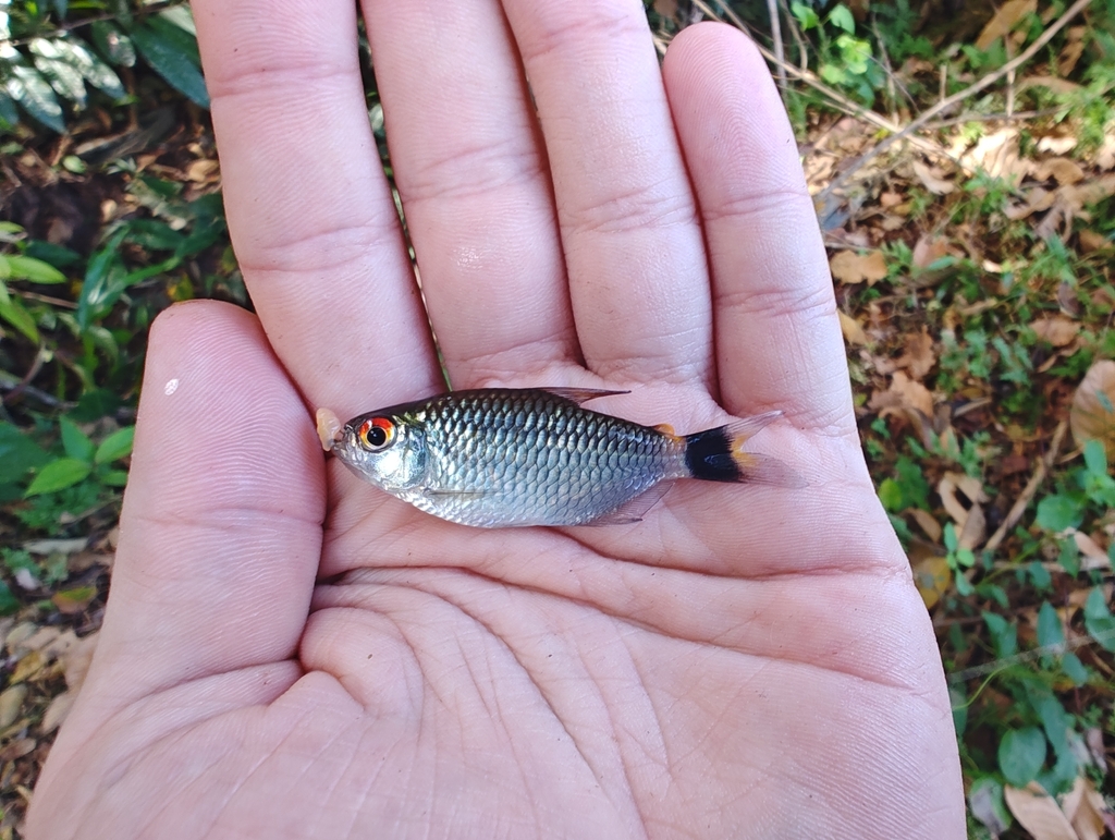Glass tetra (Moenkhausia oligolepis) — Characidae