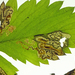 Ectoedemia arcuatella - Photo (c) Nigel Voaden, algunos derechos reservados (CC BY)