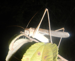 Chinnandectes neenan