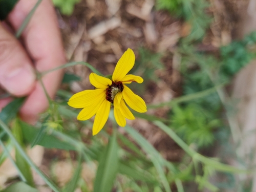 Coreopsis tripteris