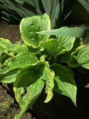 Hosta