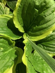 Hosta