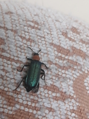Prionocerus coeruleipennis