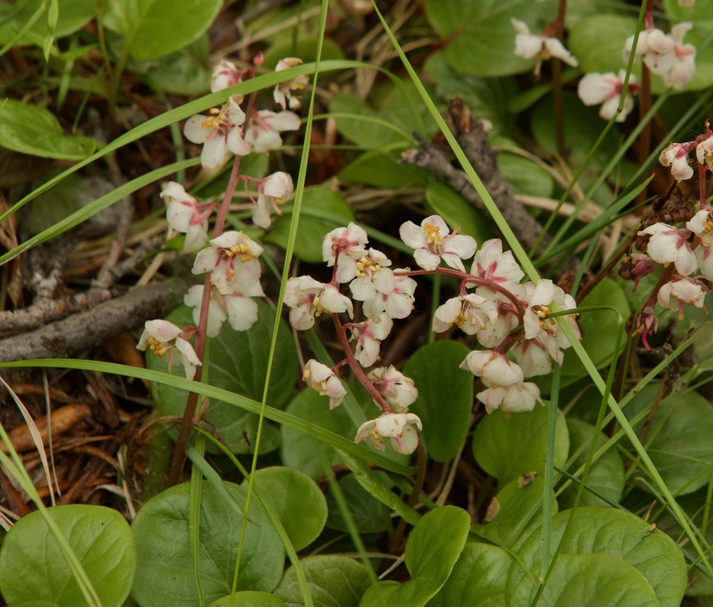 Pyrola grandiflora; photograph (c) Donald Hampton, some rights reserved (CC BY-SA)
