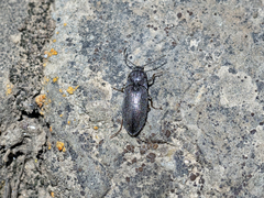 Hadromorphus glaucus