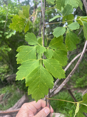 Paullinia fuscescens