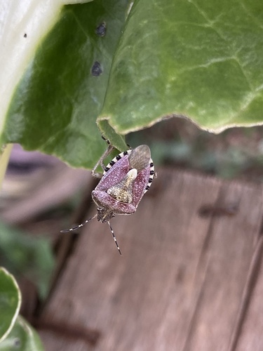 Sloe Bug