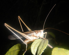 Chinnandectes neenan