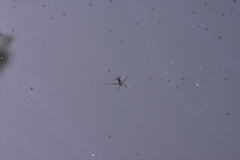 Trepobates subnitidus