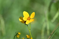 Bidens triplinervia