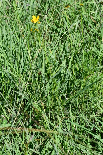 Bidens triplinervia, photograph 2