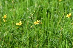 Bidens triplinervia, photograph (c) Neptalí Ramírez Marcial, some rights reserved (CC BY)