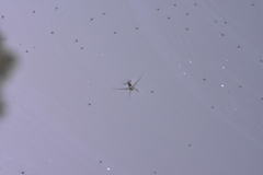 Trepobates subnitidus