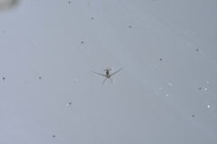 Trepobates subnitidus