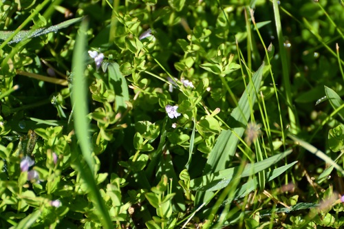 Clinopodium brownei, photograph 4