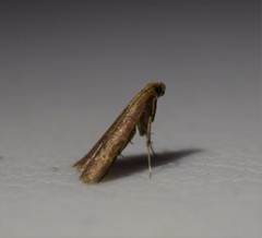 Arta epicoenalis