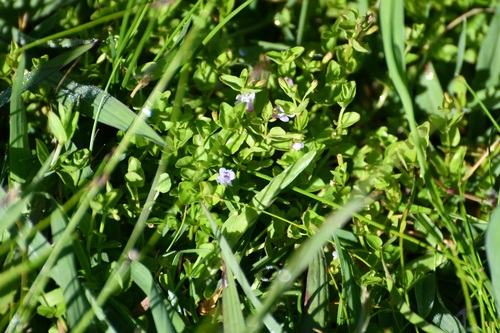 Clinopodium brownei, photograph 3