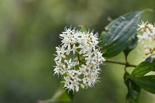 Cornus excelsa (Cornus excelsa)