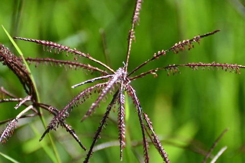 Cynodon nlemfuensis