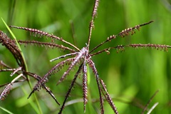 Cynodon nlemfuensis