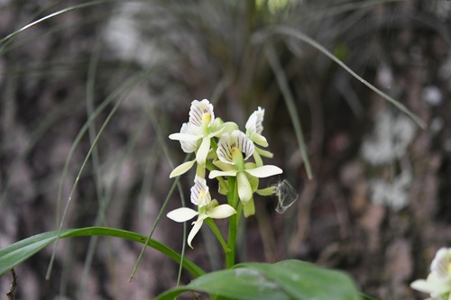 Prosthechea radiata, photograph 5