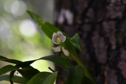 Prosthechea radiata, photograph 4