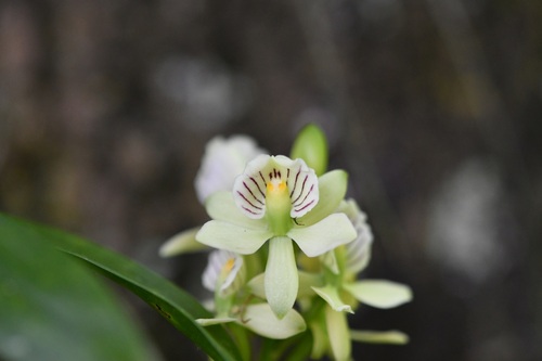 Prosthechea radiata, photograph 3
