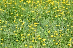Ranunculus petiolaris, photograph (c) Neptalí Ramírez Marcial, some rights reserved (CC BY)