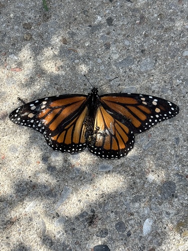 Image of Danaus plexippus by no rights reserved