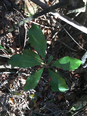 Morella caroliniensis