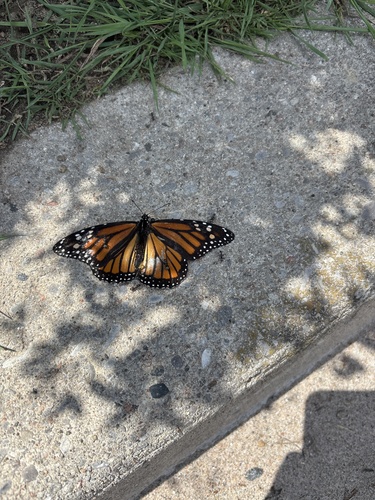 Image of Danaus plexippus by no rights reserved