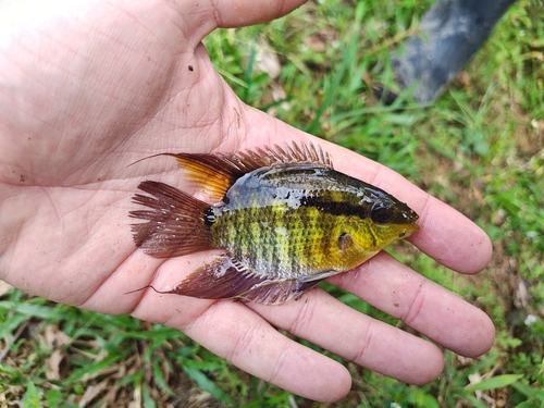 Barred cichlid (Mesonauta festivus) — Cichlidae — 2