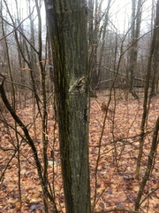 Acer pensylvanicum