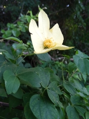 Dalechampia subternata
