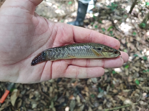 Redfin trahira (Erythrinus erythrinus) — Erythrinidae — 3