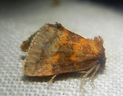 Haplopseustis erythrias