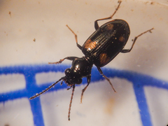 Bembidion quadripustulatum